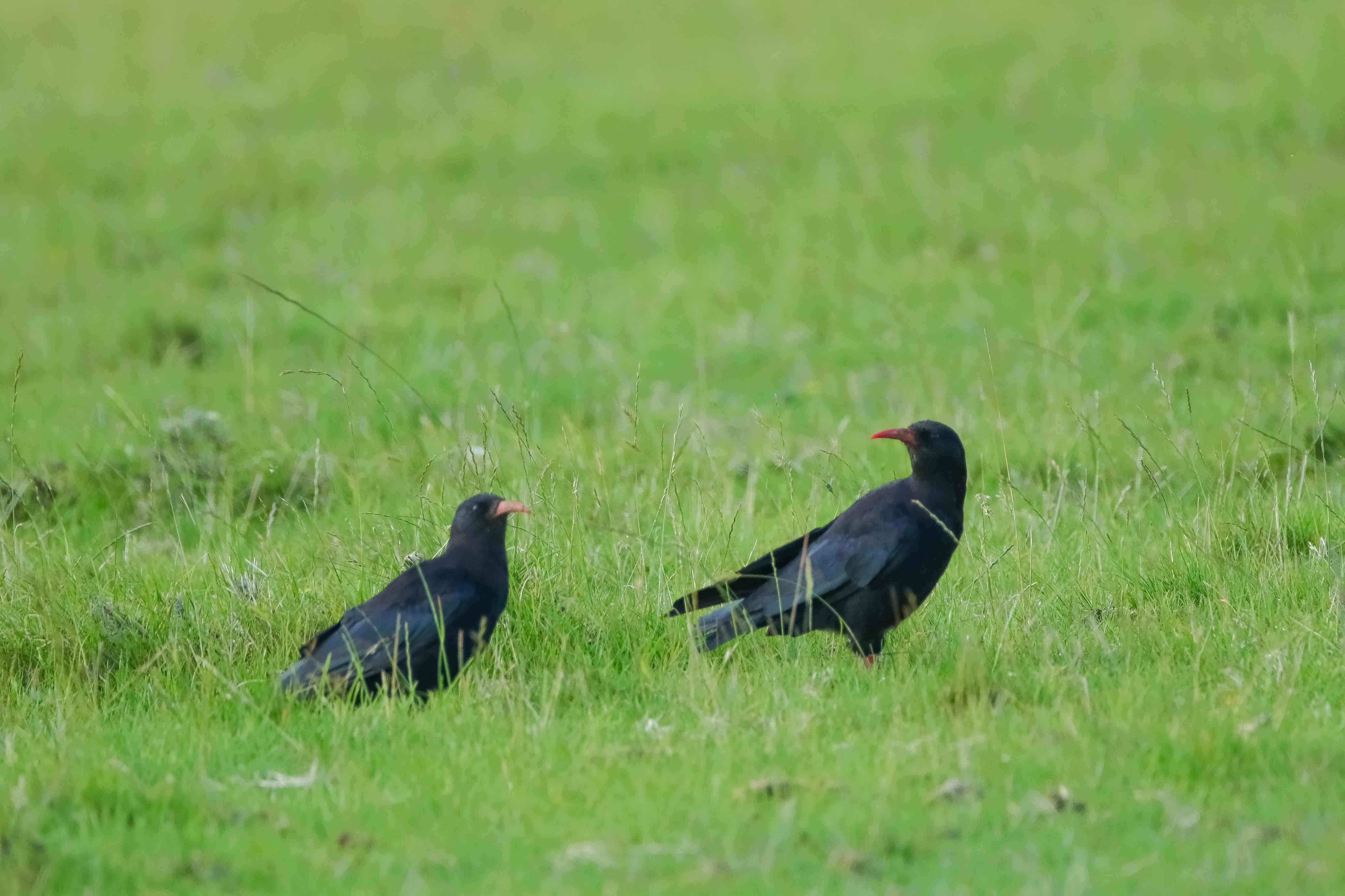 Chough Summer 2024 21 Tim Horton Kent Wildlife Trust
