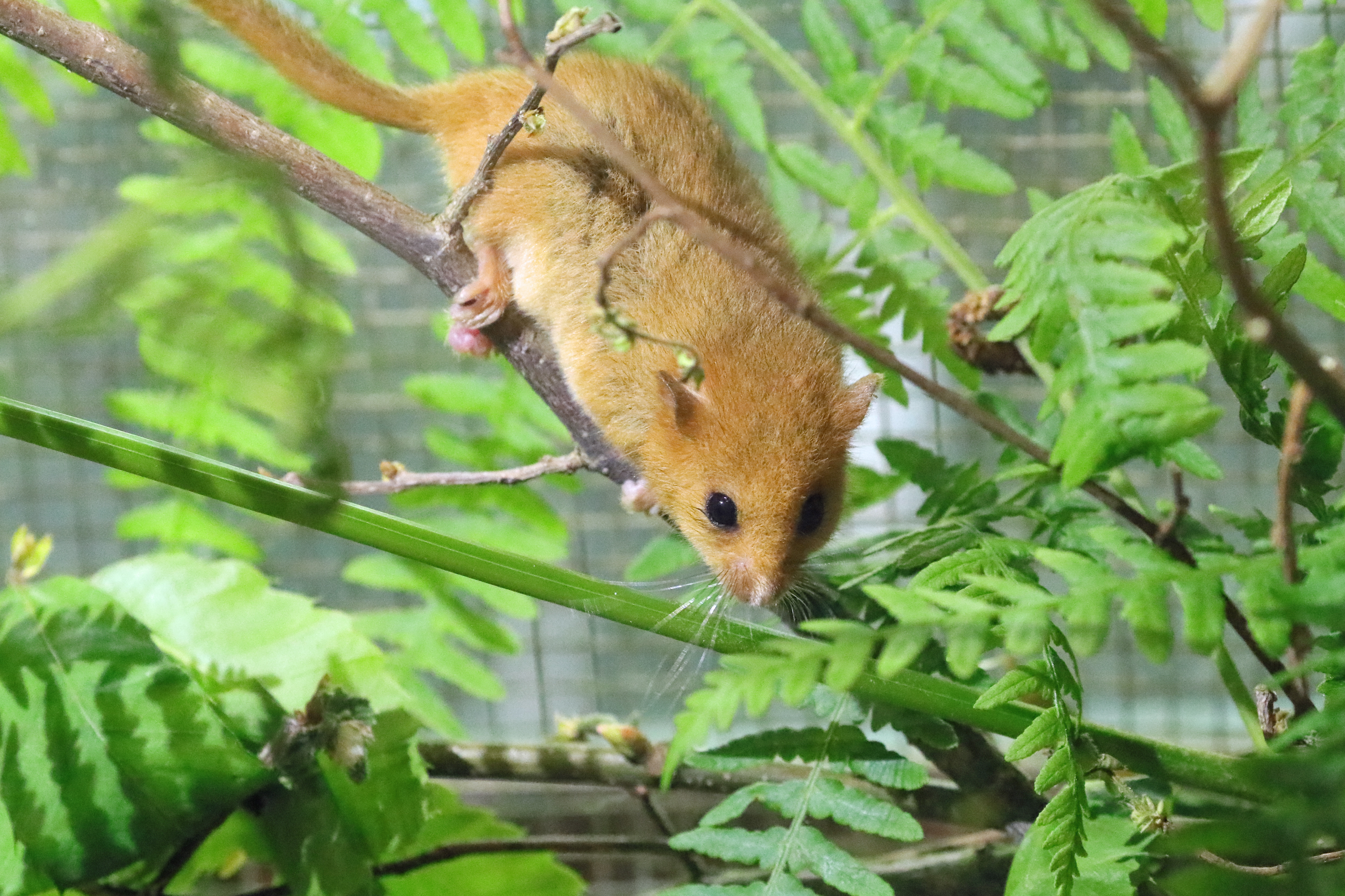Dormouse