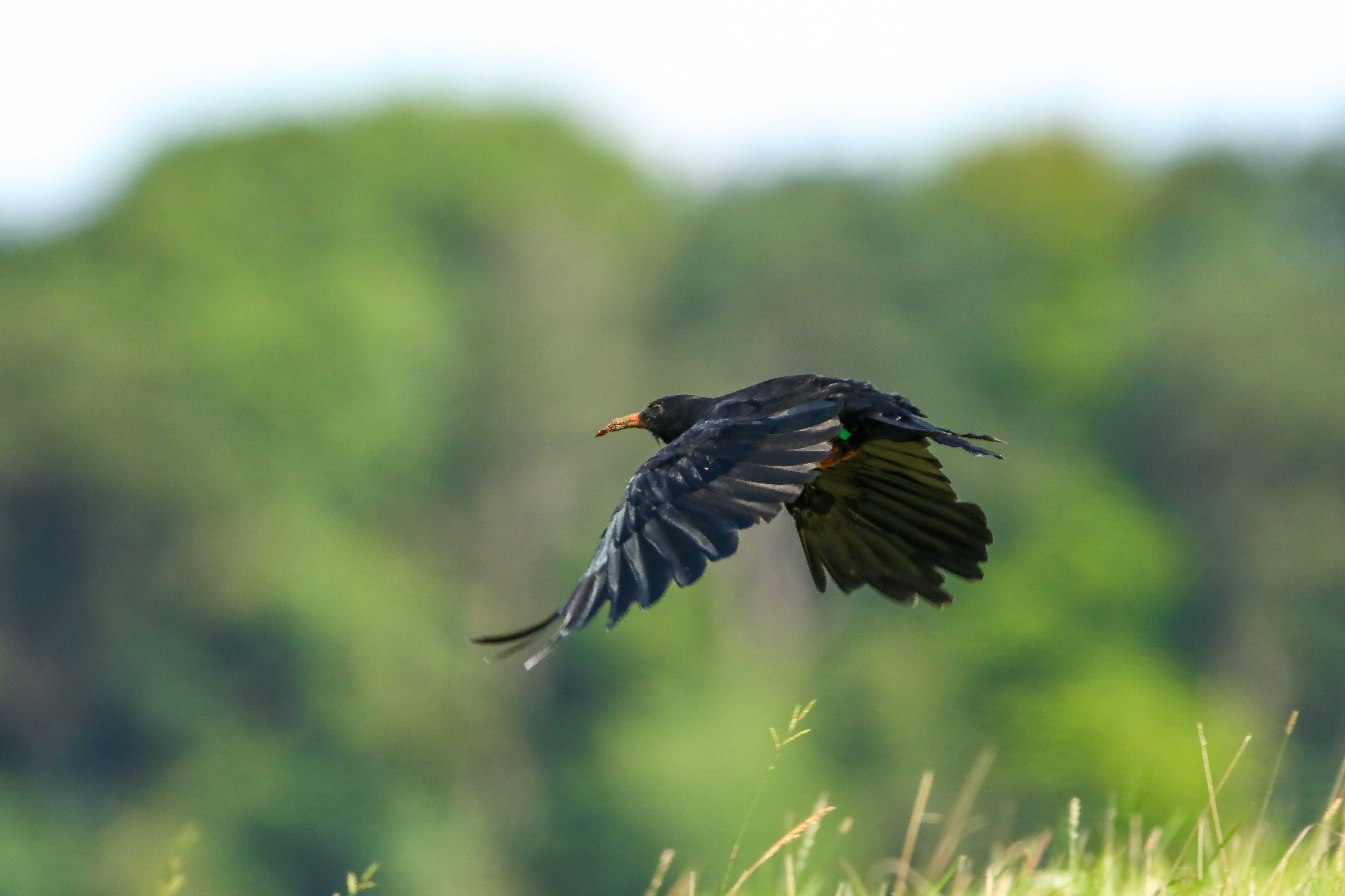 Chough Summer 2024 52 Tim Horton Kent Wildlife Trust