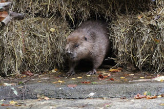 Beaver Hiding 1200X1200