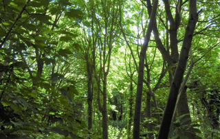 South Hoath Wood 1200X1200