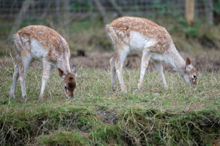 Black Fallow 1200X1200
