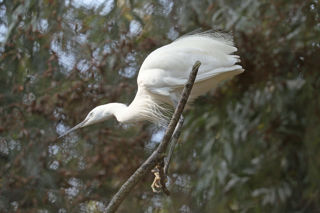 Egret3 2500X1500