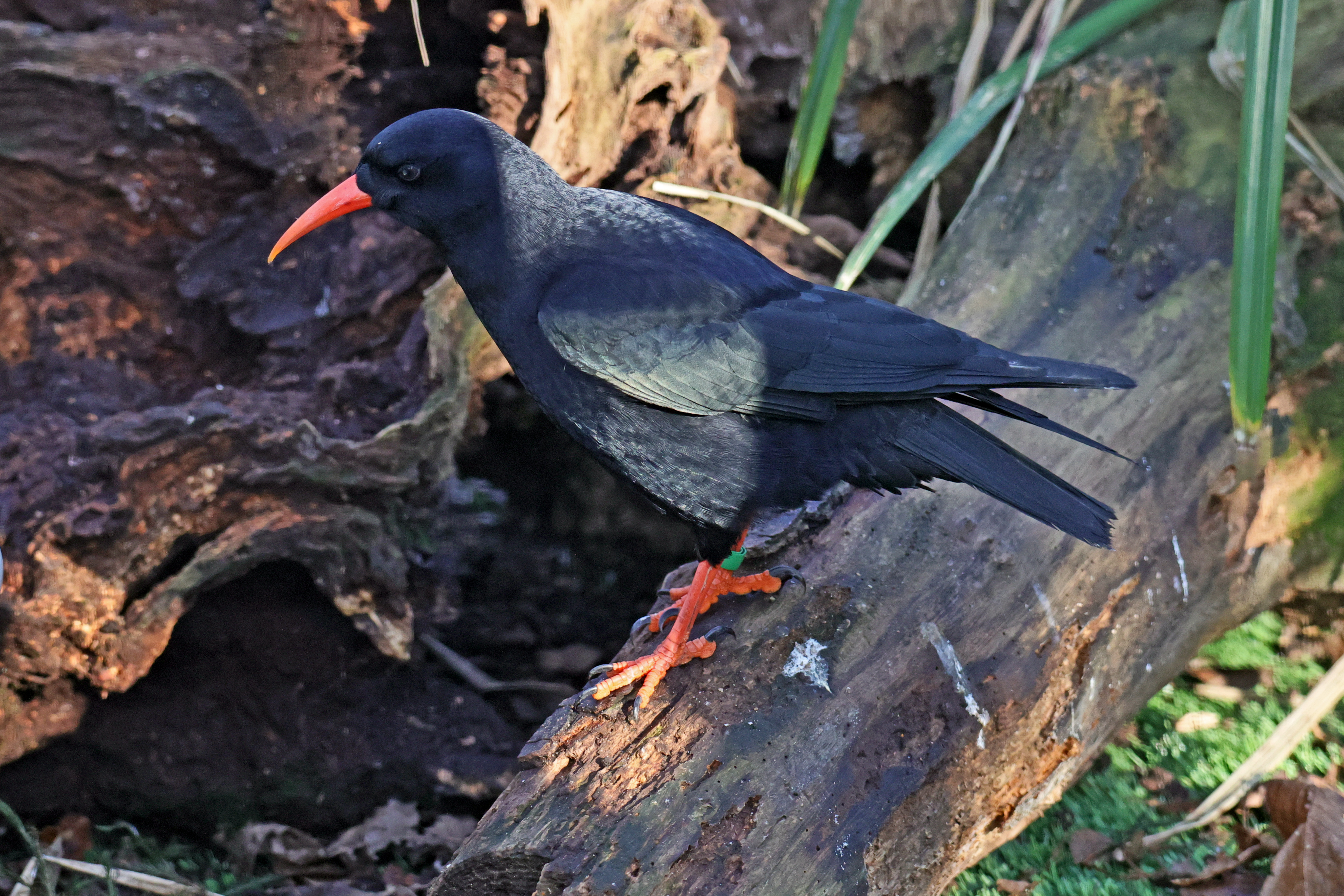 Chough4