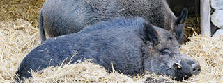 Wildboar2 2500X1500