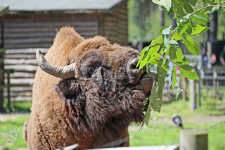 Bison 1200X1200