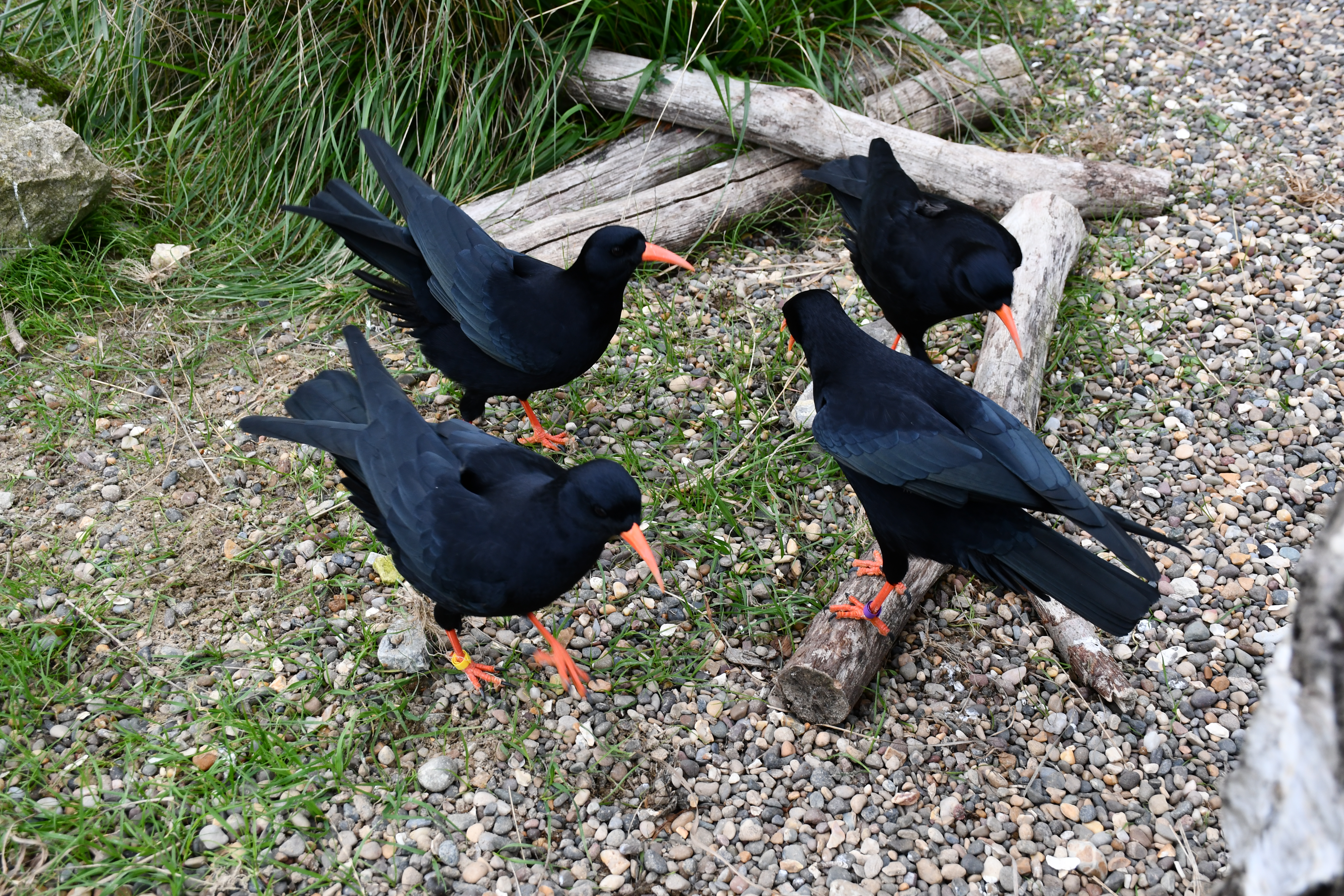 Dover Chough ©️Sally Smith