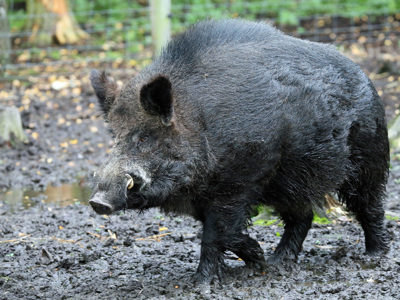 Wildboar1 2500X1500