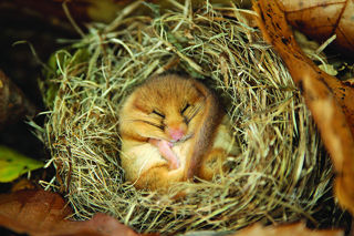 Conservation Spotlight Dormouse Web