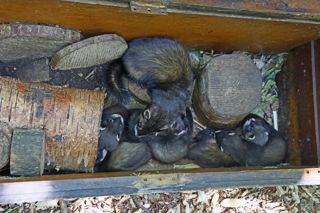 Polecat3 2500X1500