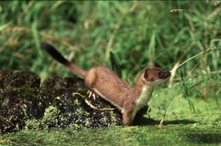 Mammal Id Weekend