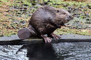 2024.01.04 Beaver 3