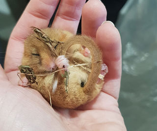 Dormouse By Karen 1200X1200