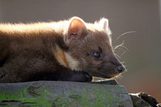 Conservation Spotlight 3 Web