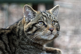 Wildcat1