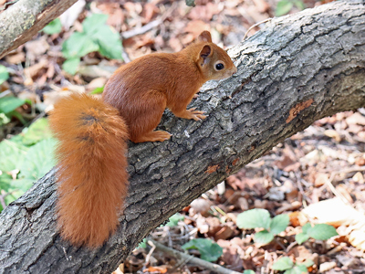 Conservation Spotlight Red Squirrel Web