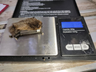 Ringed Pip On Scales Web