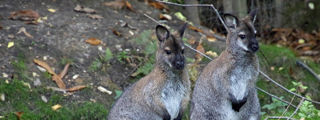 Wallaby3 2500X1500