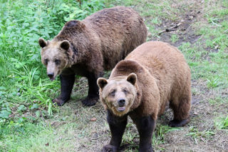 Bear2 2500X1500