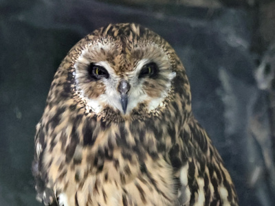 Shortearedowl0723