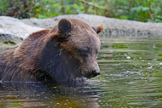 Bear1 2500X1500