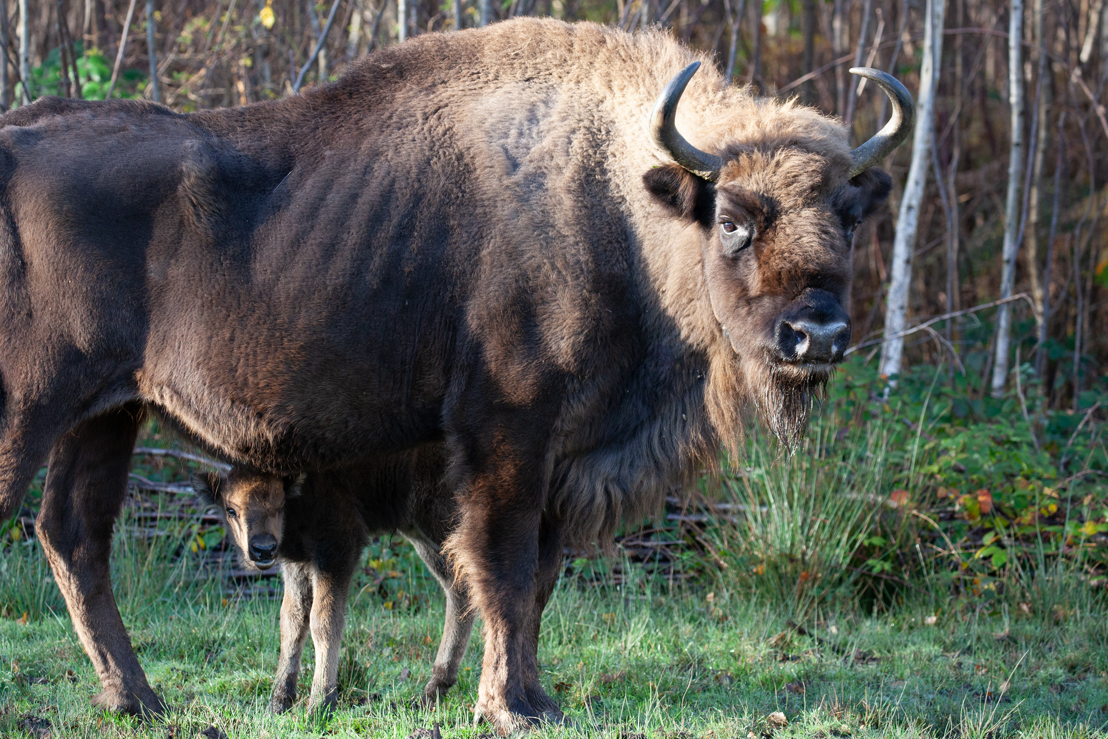 Bison Calf 14 Nov2023 (Donovan Wright)