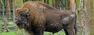 Bison2 2500X1500