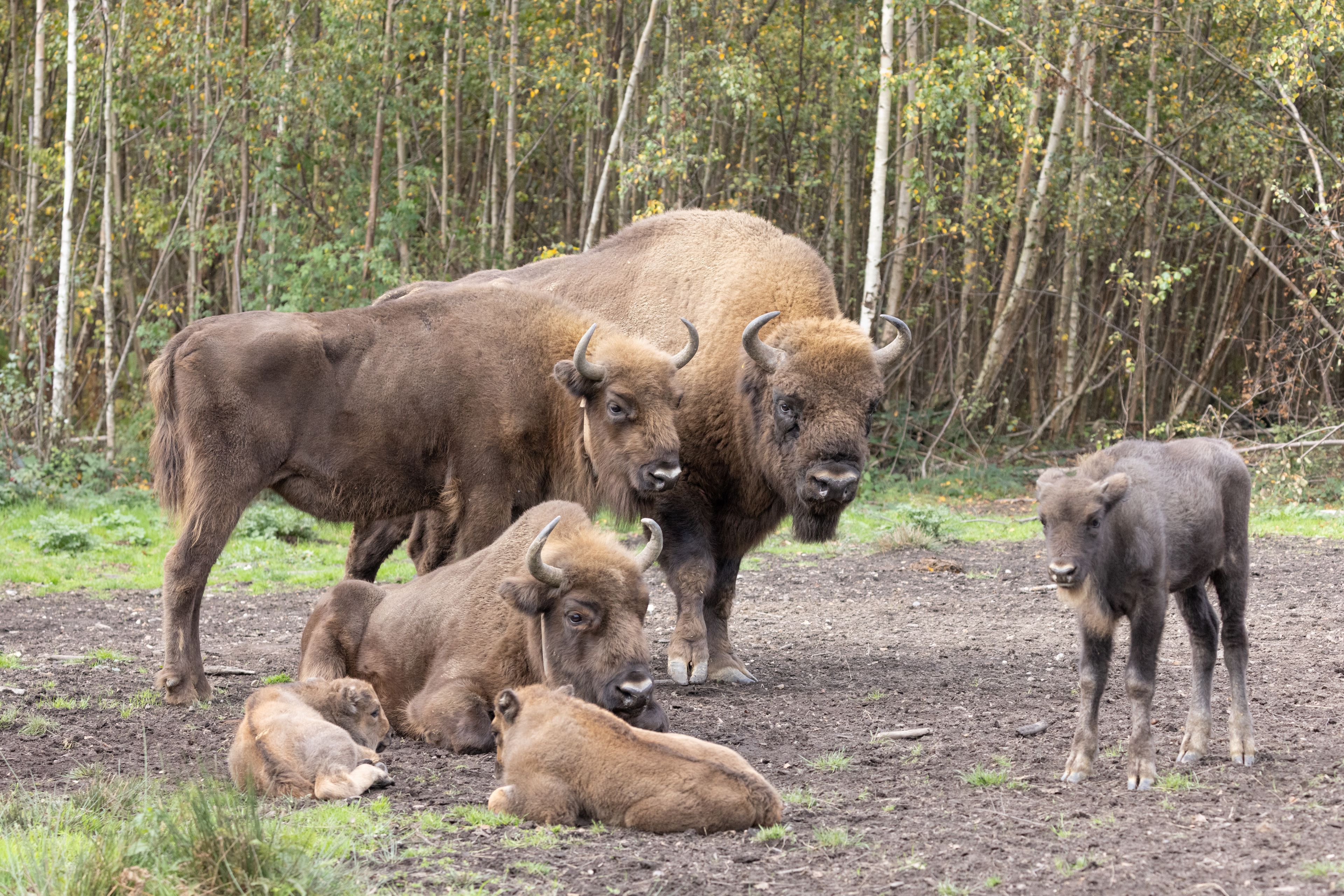 2025.10.17 Bull, F2, Calf 1,5,6&7 (1) Oct2025 (Donovan Wright)