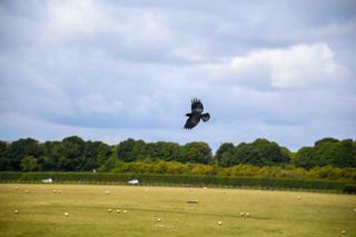 Freeflying Chough 01